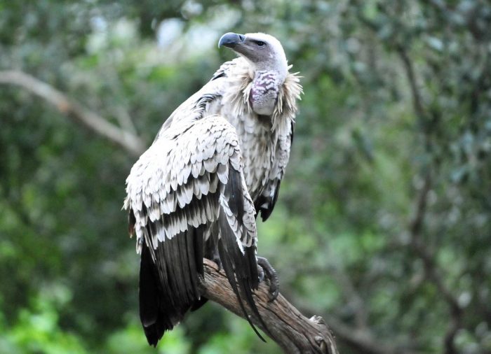 Капский гриф (Gyps coprotheres) фото