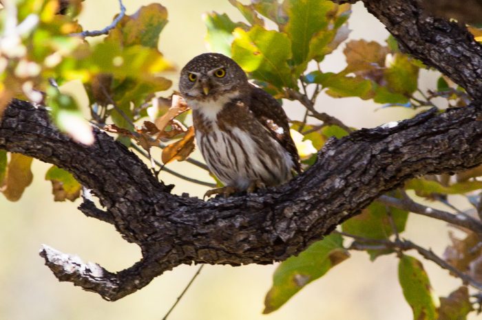 Капский карликовый сычик (Glaucidium hoskinsii) фото