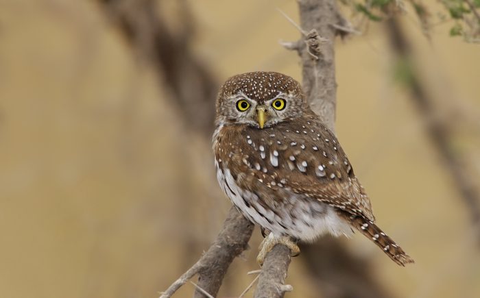 Капский воробьиный сыч (Glaucidium capense) фото