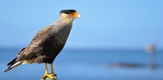 Каракара Каракара фото