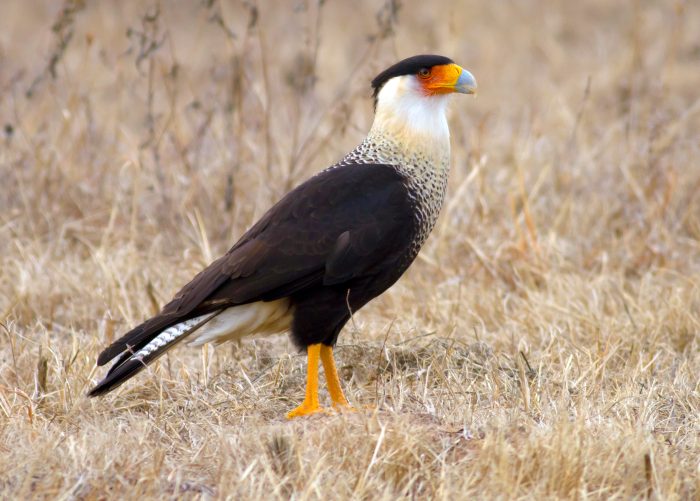 Обыкновенная каракара, или каранча (Caracara plancus) фото