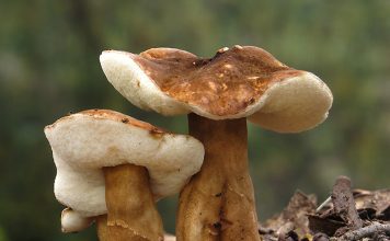 Каштановый гриб