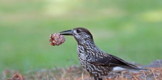 Кедровка Кедровка