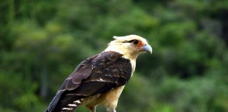 Химахима Химахима фото