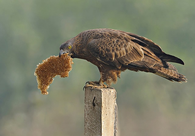 Хохлатый или восточный осоед (Pernis ptilorhynchus) фото