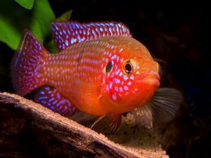 Хромис красавец