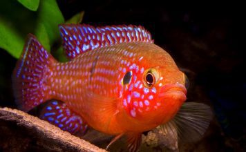 Хромис красавец