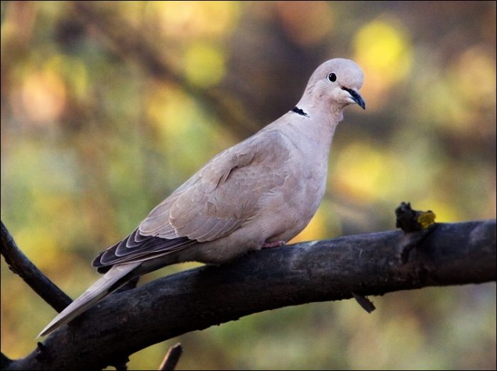 Кольчатая горлица (Streptopelia decaocto) фото