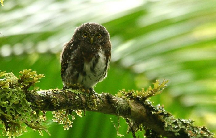 Костариканский карликовый сычик (Glaucidium costaricanum) фото