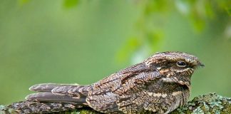 Козодой Козодой в Ярославской области