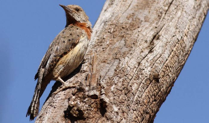 Красногорлая вертишейка (Jynx ruficollis) фото