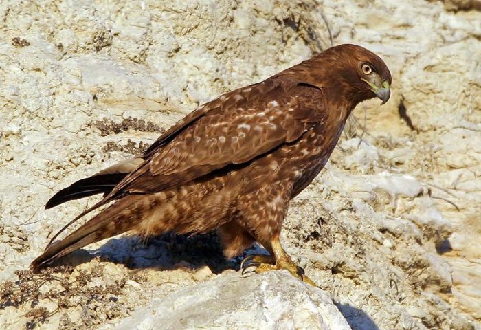 Краснохвостый сарыч (Buteo jamaicensis) фото