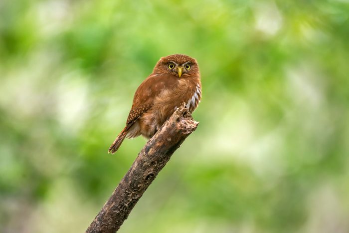 Крошечный воробьиный сыч (Glaucidium minutissimum) фото