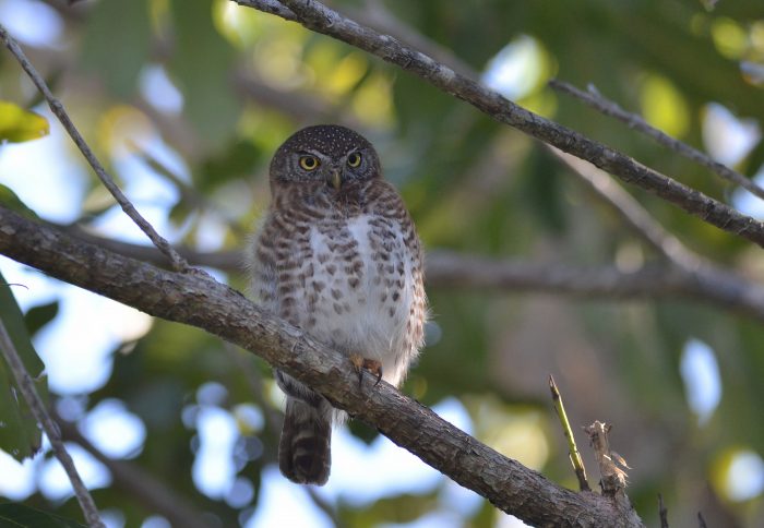 Кубинский воробьиный сыч (Glaucidium siju) фото