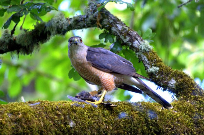 Кубинский ястреб (Accipiter gundlachi) фото