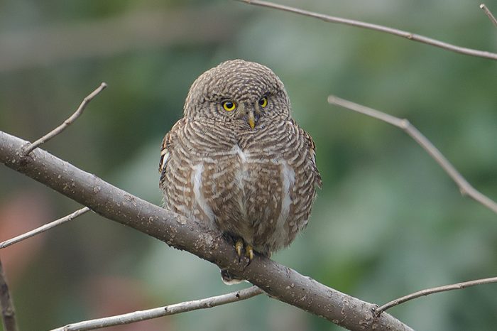 Кукушковый воробьиный сыч (Glaucidium cuculoides) фото