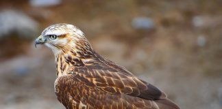 Курганник Курганник