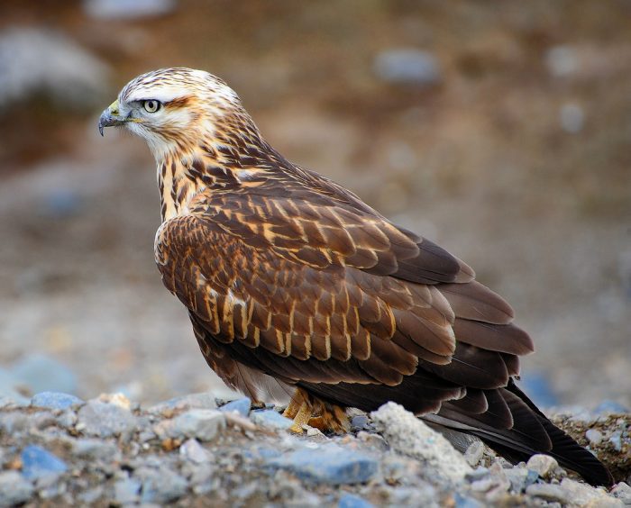 Курганник Курганник