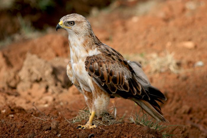 Курганник (Buteo rufinus) фото