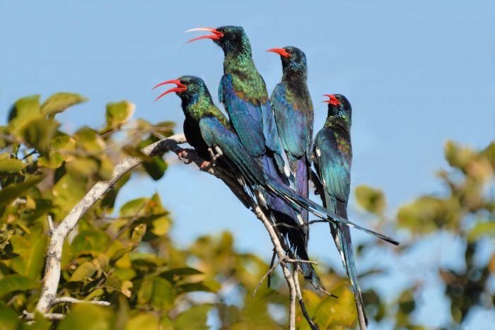 Лесной удод (Phoeniculus castaneiceps) фото