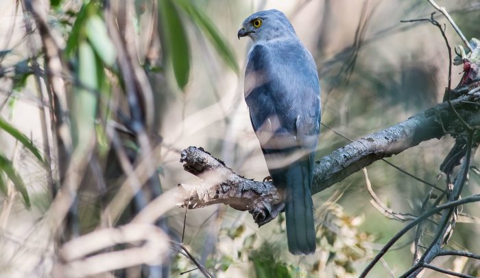 Мадагаскарский ястреб (Accipiter francesii) фото