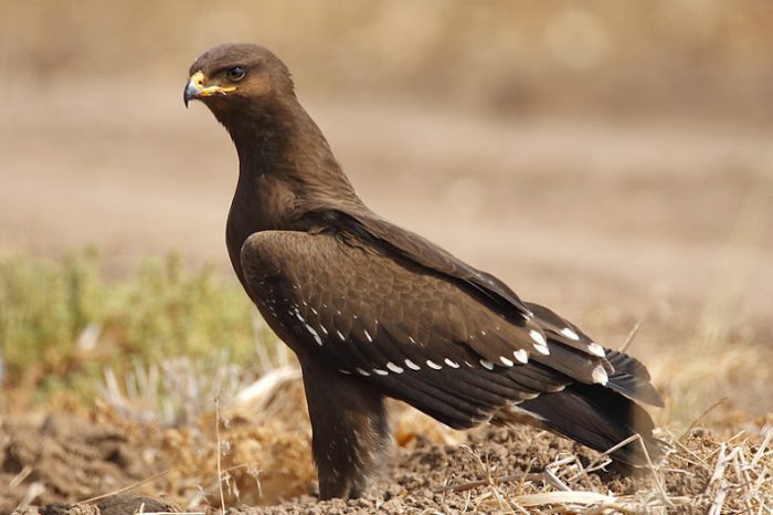 Малый подорлик (Aquila pomarina) птица фото