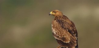 Могильник Орёл-могильник