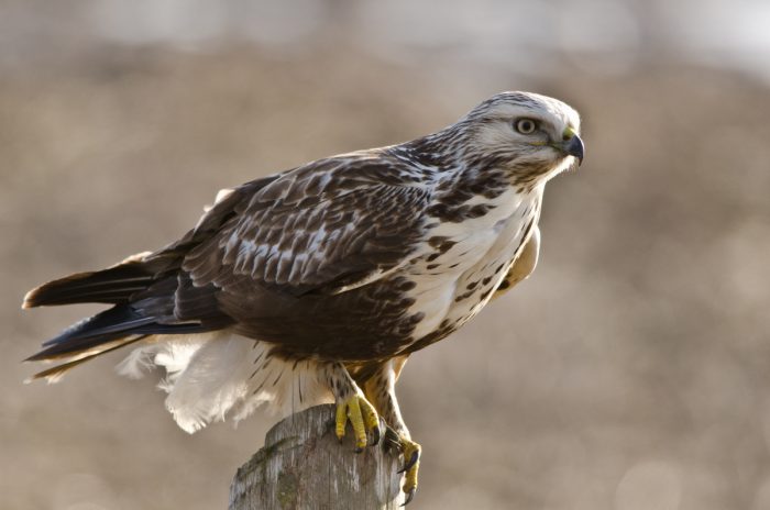 Мохноногий канюк (Buteo lagopus) фото