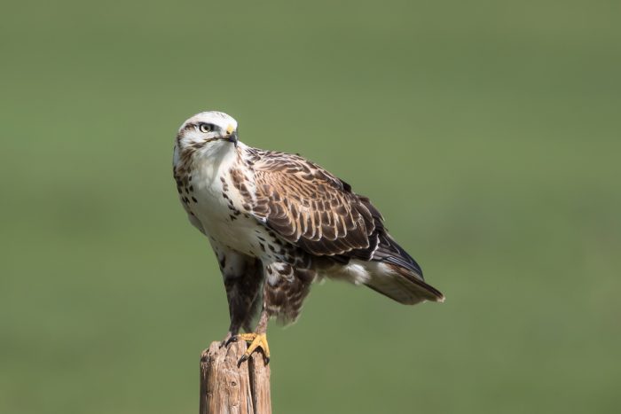 Мохноногий курганник (Buteo hemilasius) фото