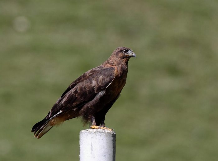 Мохноногий курганник (Buteo hemilasius) фото