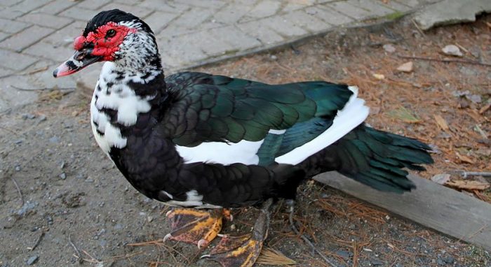 Мускусная утка (Cairina moschata) фото