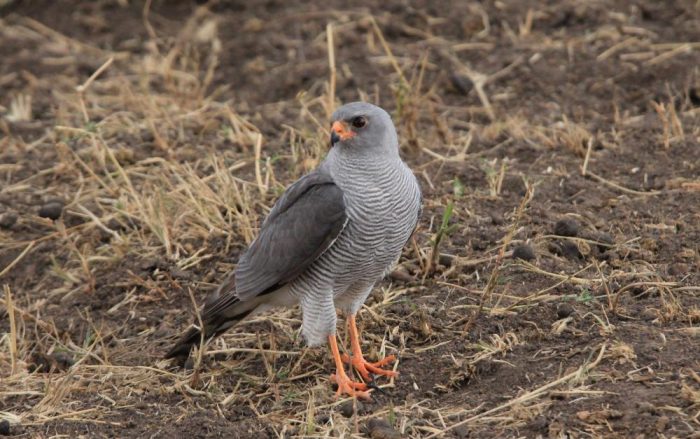 Никобарский тювик (Accipiter butleri) фото