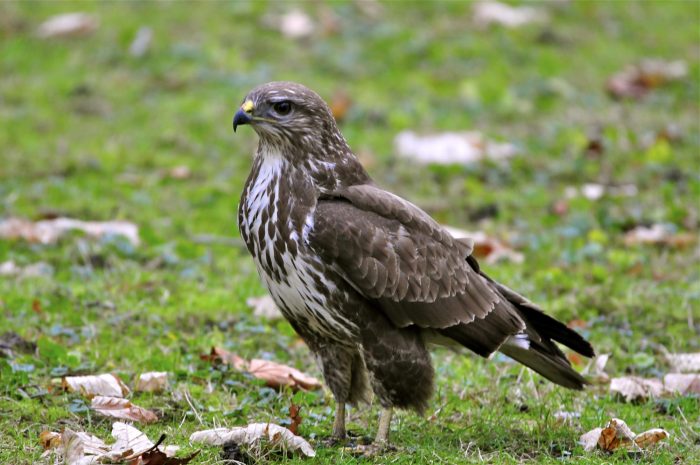 Обыкновенный канюк, или сарыч (Buteo buteo) фото