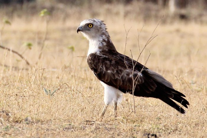 Обыкновенный змееяд (Circaetus gallicus) фото