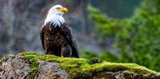 Орёл Орел фото