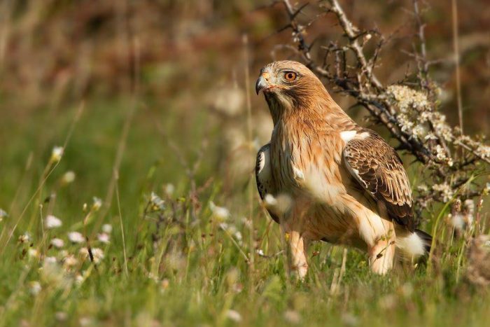 Орёл-карлик (Aquila pennata) фото