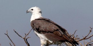 Орлан Орлан фото