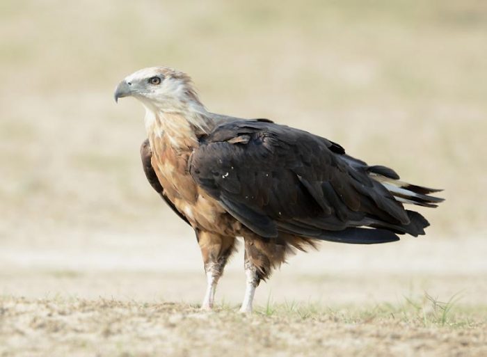 Орлан-долгохвост (Haliaeetus leucoryphus) фото