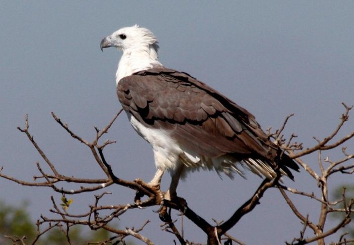 Орлан Орлан фото