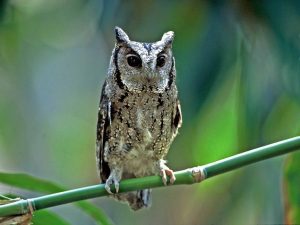 Ошейниковая совка