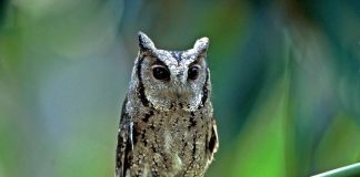 Ошейниковая совка Ошейниковая совка фото