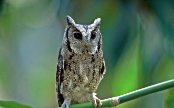 Ошейниковая совка