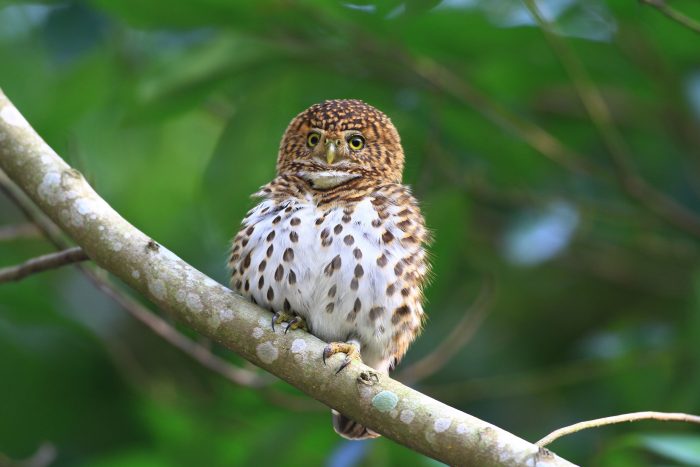 Ошейниковый воробьиный сыч (Glaucidium brodiei) фото