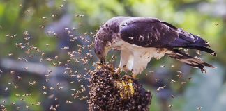 Осоед Осоед