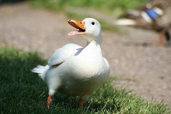 Пекинская утка (Pekin Duck) фото