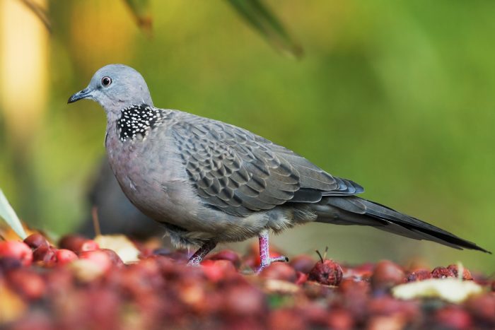 Пятнистая горлица (Streptopelia chinensis) фото