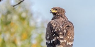 Подорлик Подорлик фото