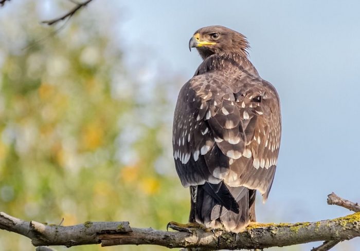 Подорлик Подорлик фото