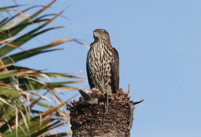 Полосатый ястреб (Accipiter striatus) фото