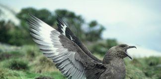 Поморник Поморник фото